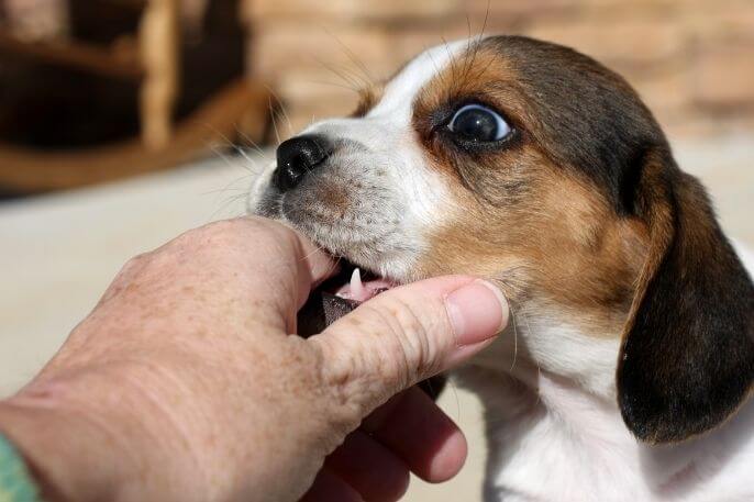 juego Razón muerto Cómo entrenar a su cachorro de Beagle para que deje de morder